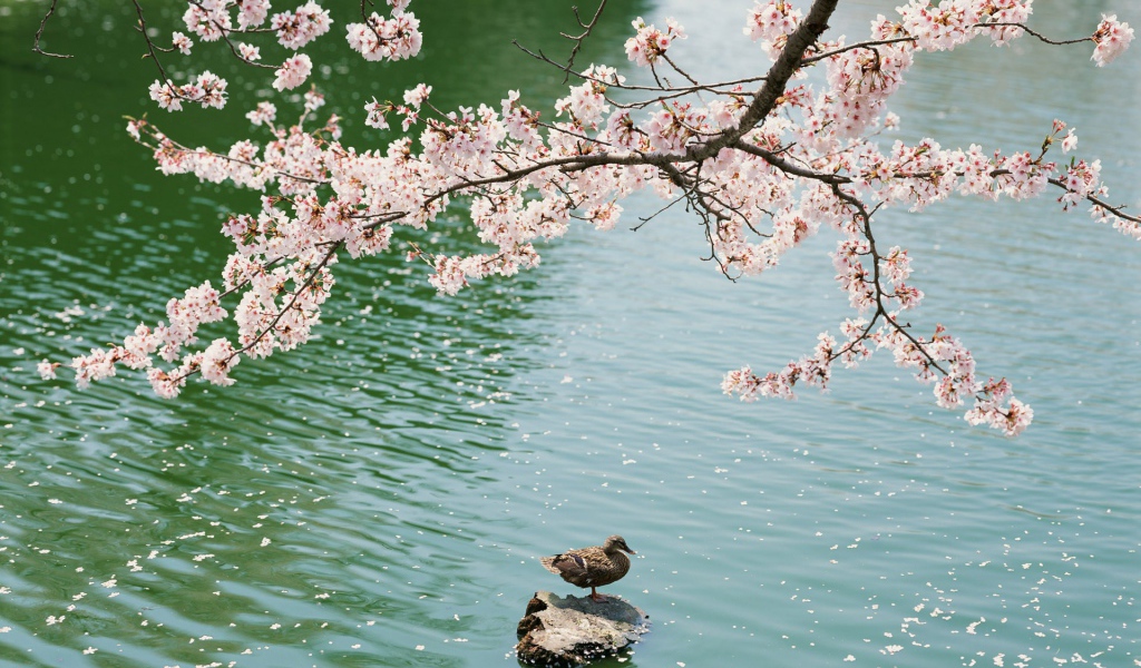 Утка под цветущей вишней