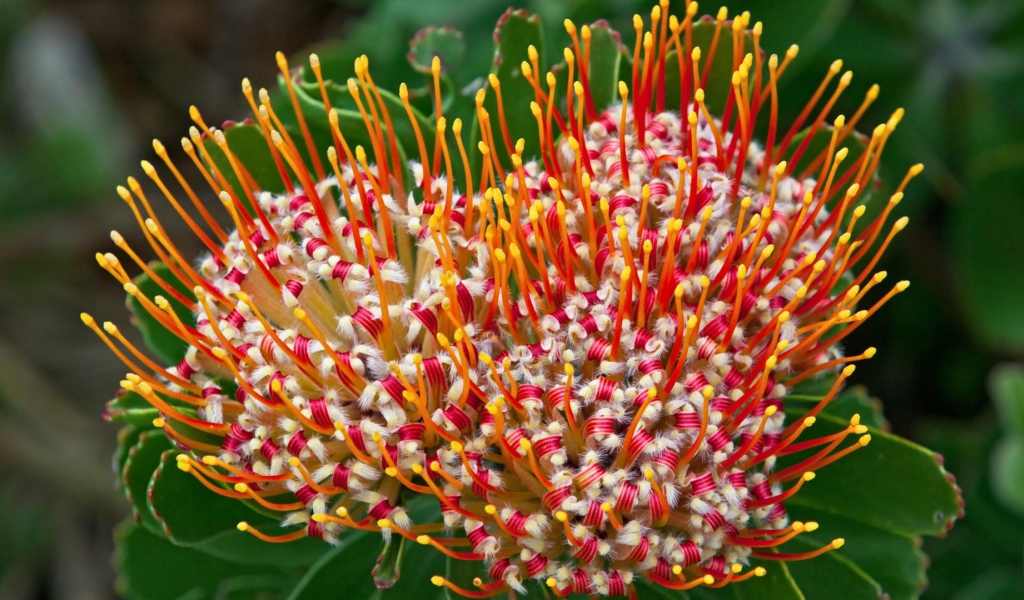 Цветок из Южной африки