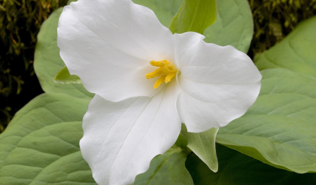 Цветок триллиум