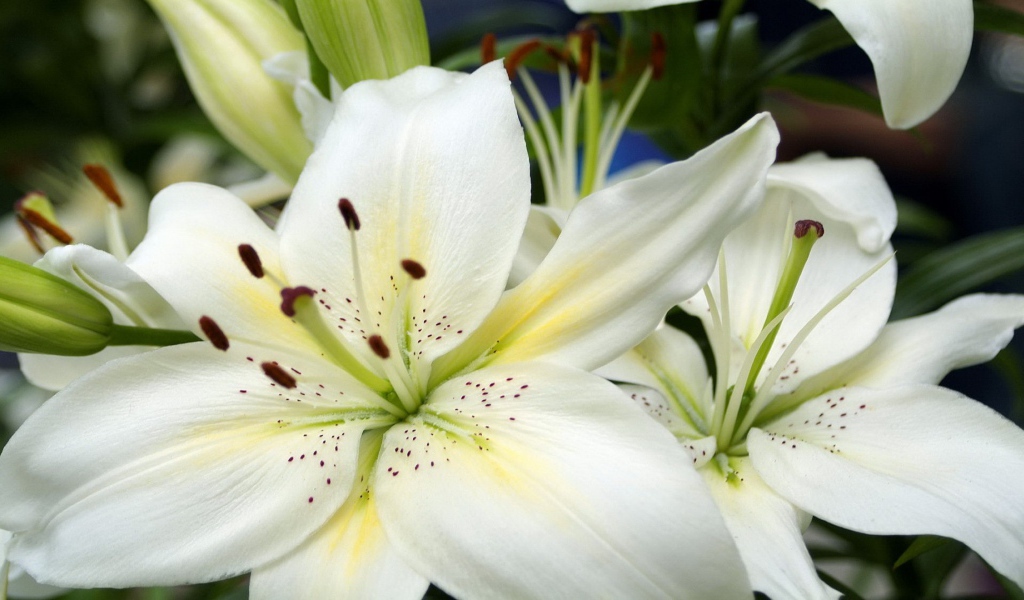 Большие белые лилии