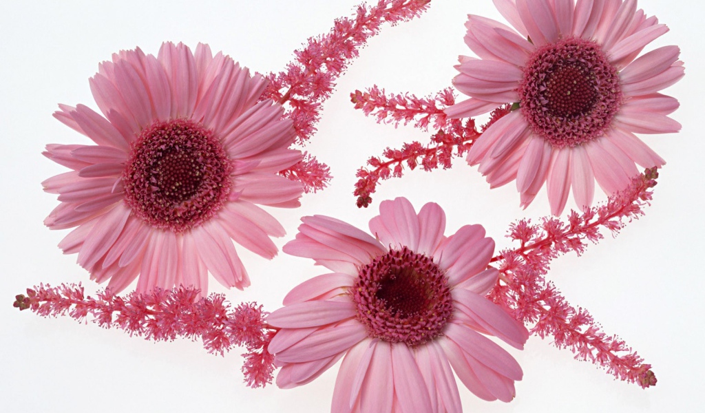 Розовые цветы с ветками