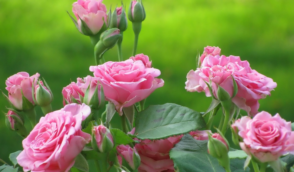 Розы на зеленом фоне