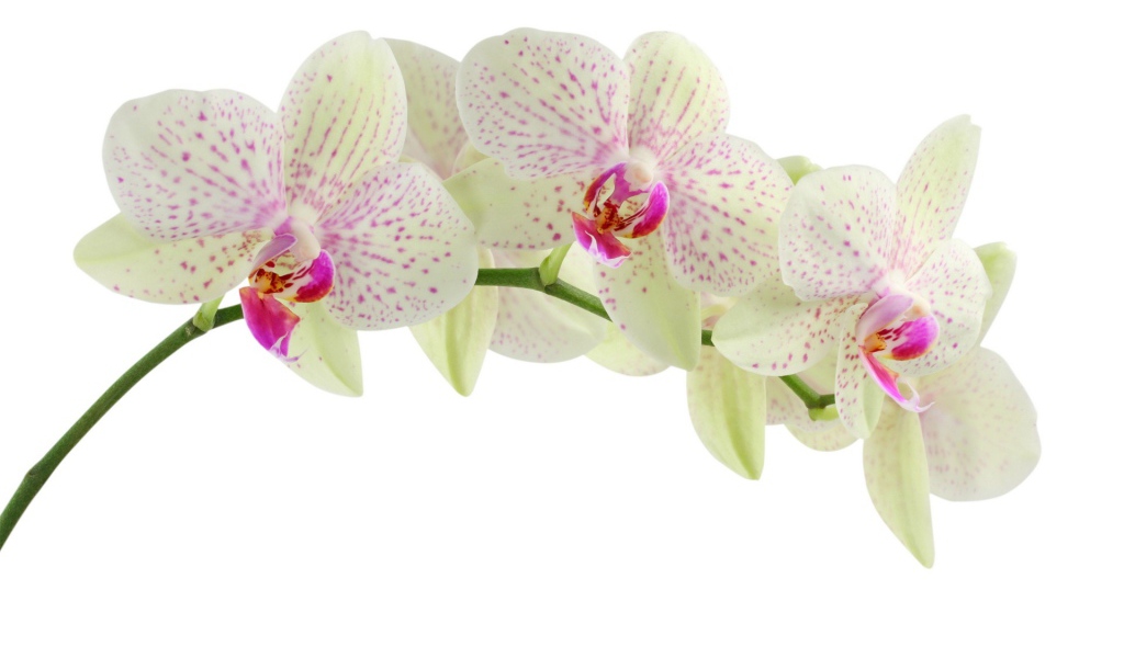 Пятнистая орхидея на белом фоне