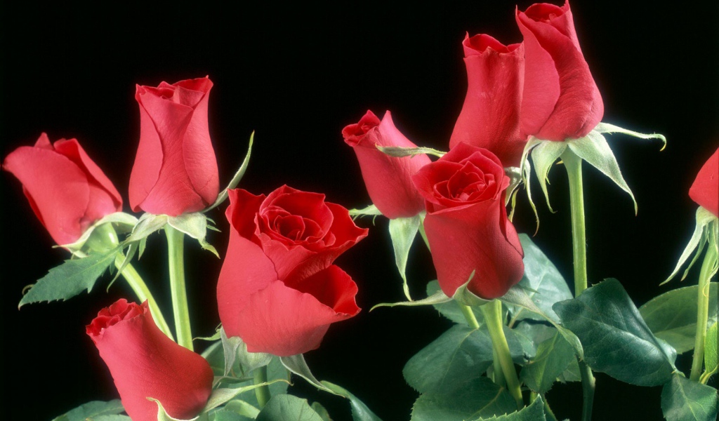 Бутоны красных роз