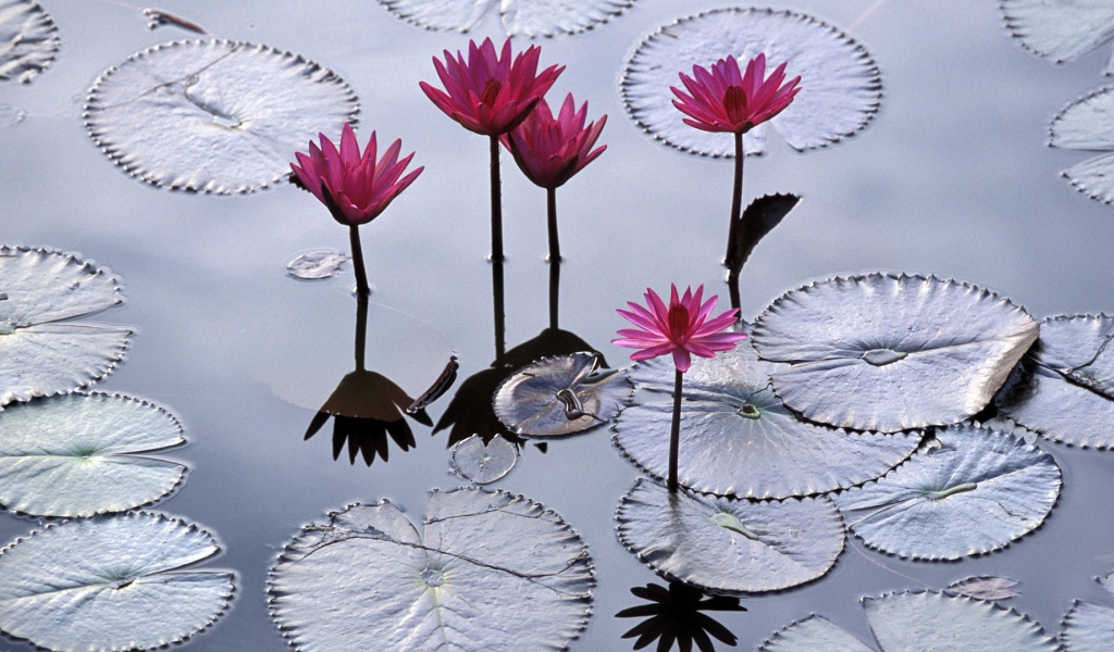 Водяные лилии во Вьетнаме