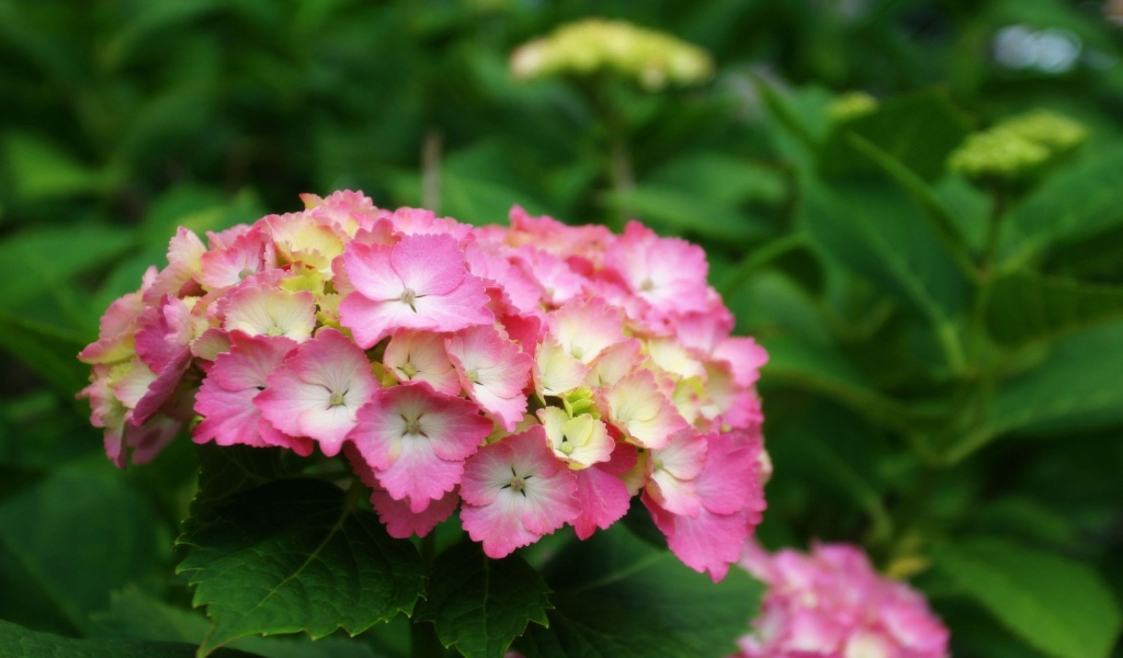 Желто розовые цветы