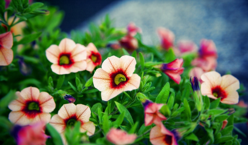 Букет красивых цветов