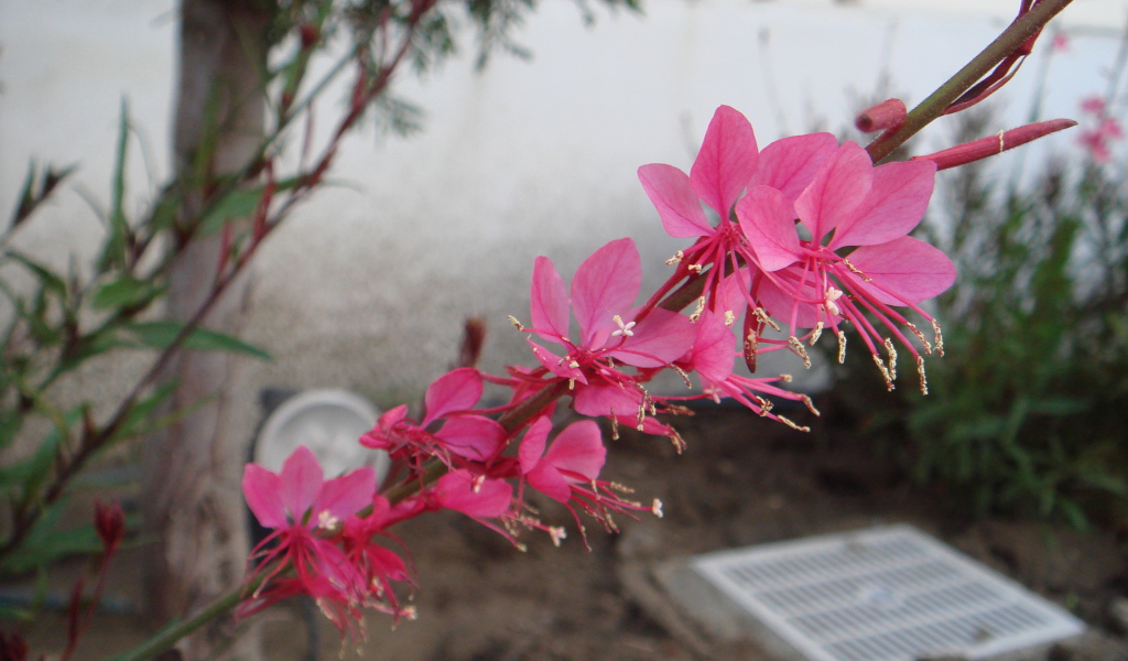 Ветка с розовыми цветками