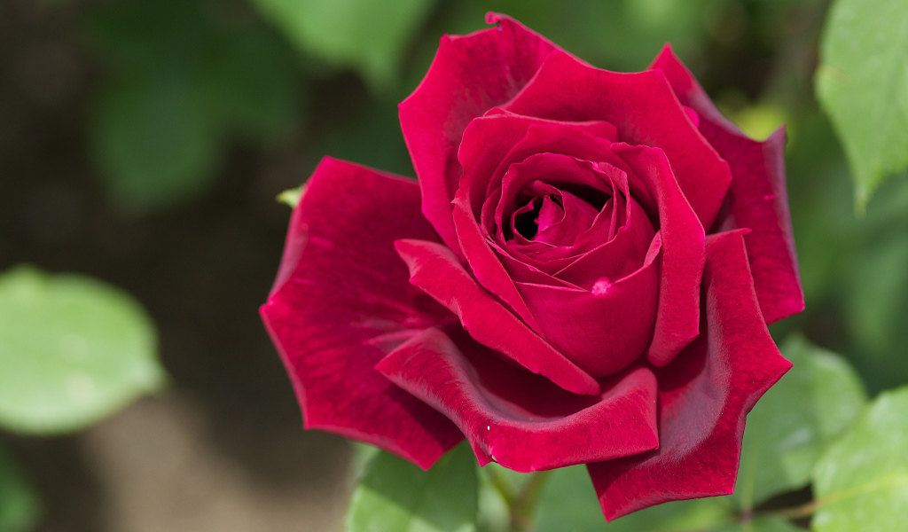 Большая красная роза