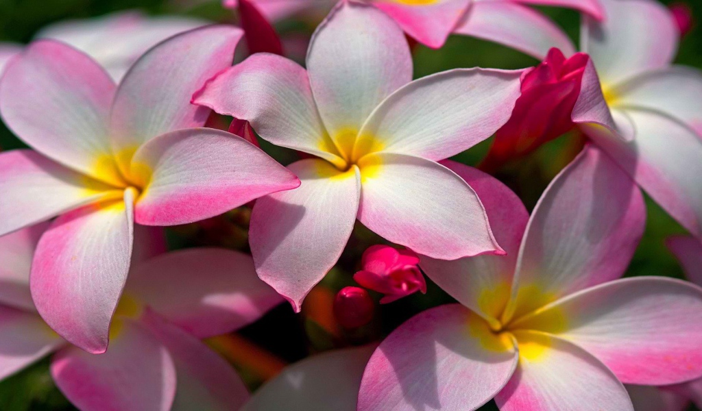 Цветущая Плюмерия