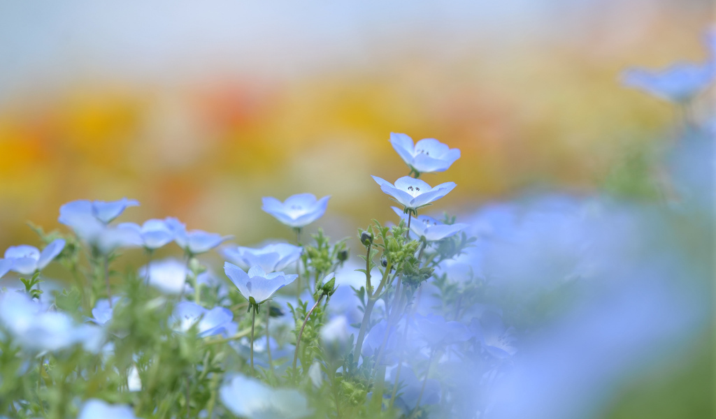 Голубые цветки льна