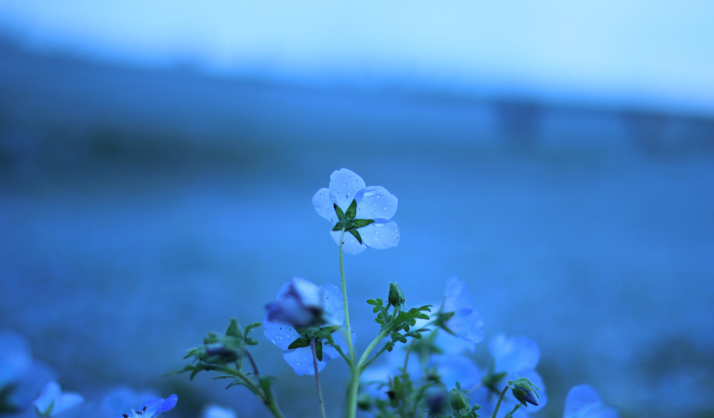 Голубые цветы