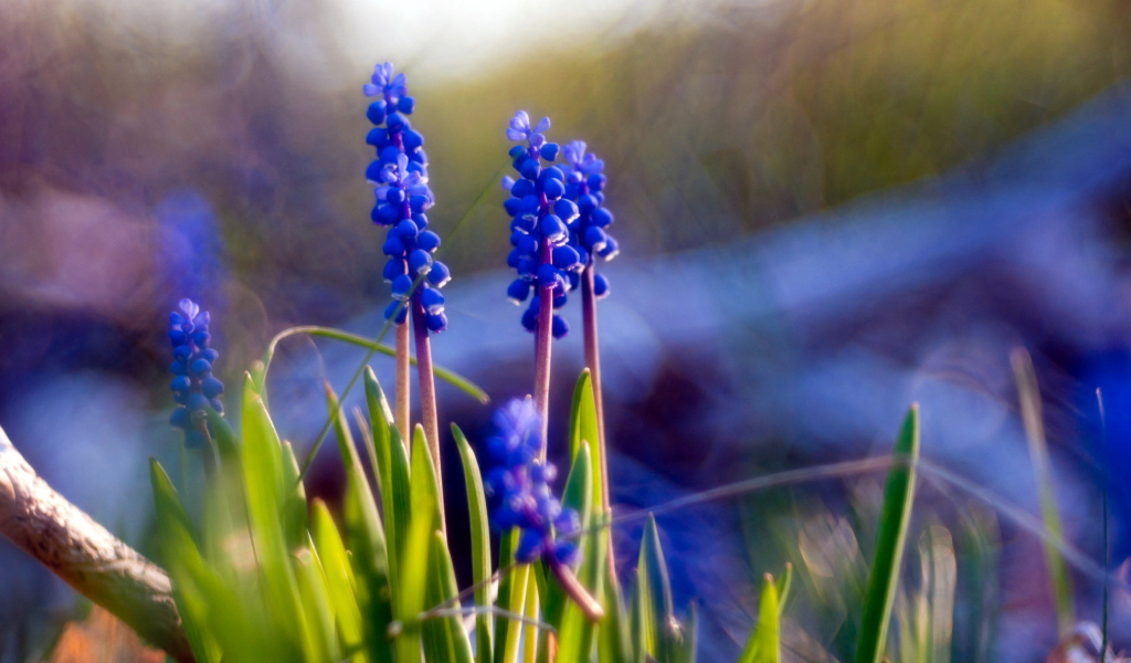 Синие цветы мускари