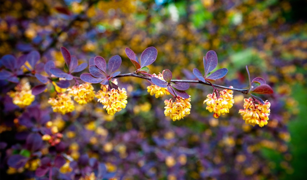 Синие листья и желтые цветы