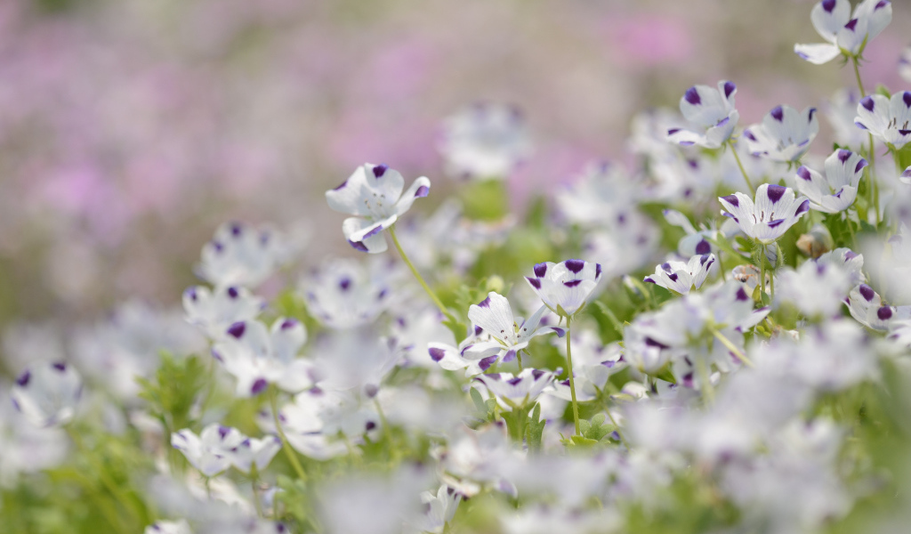 Сине белые цветки льна