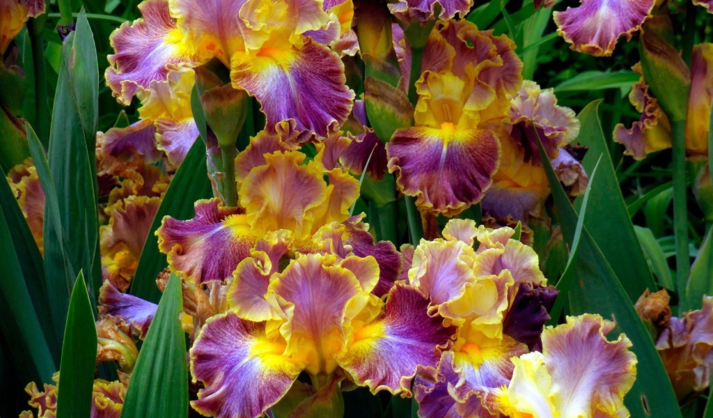 Яркие ирисы