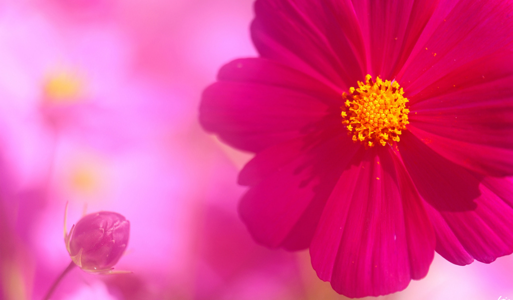 Бутон и цветок космеи