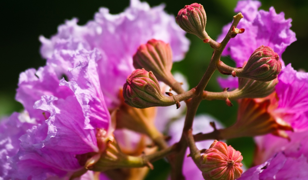 Бутоны и розовые цветы