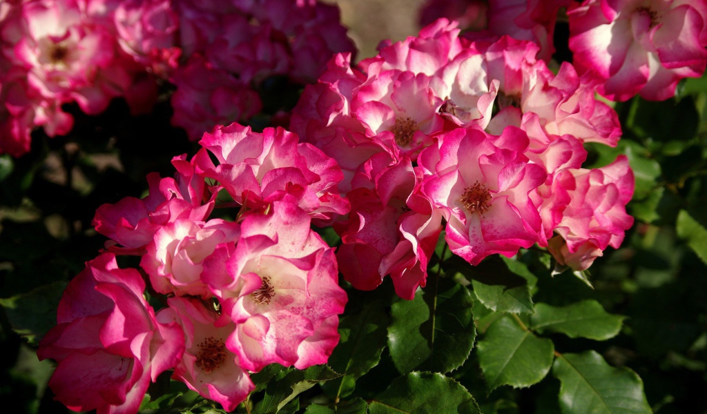 Кусты розовых цветов