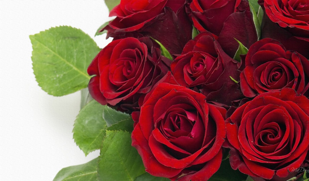 Темно красные розы