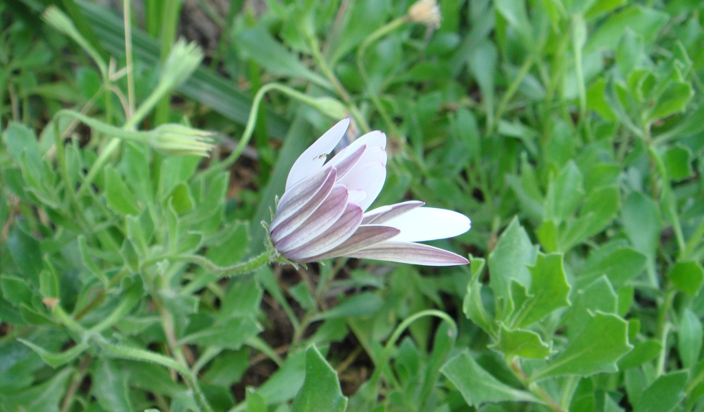 Нежный розовый цветок