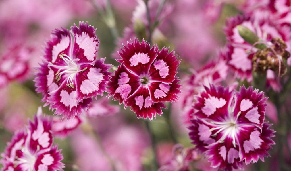 Нежные розовые цветы