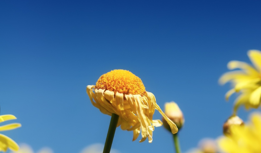 Засохший цветок