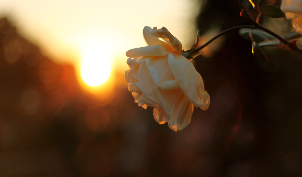 Увядающая роза на закате солнца