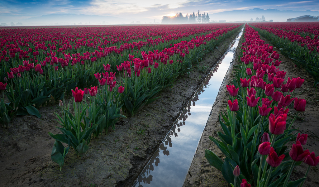 Поле розовых тюльпанов