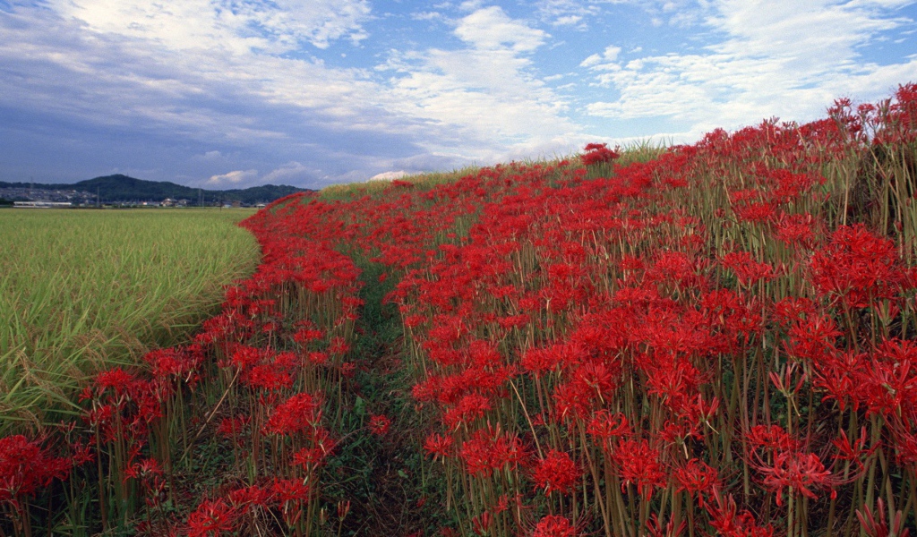 Поле красных цветов