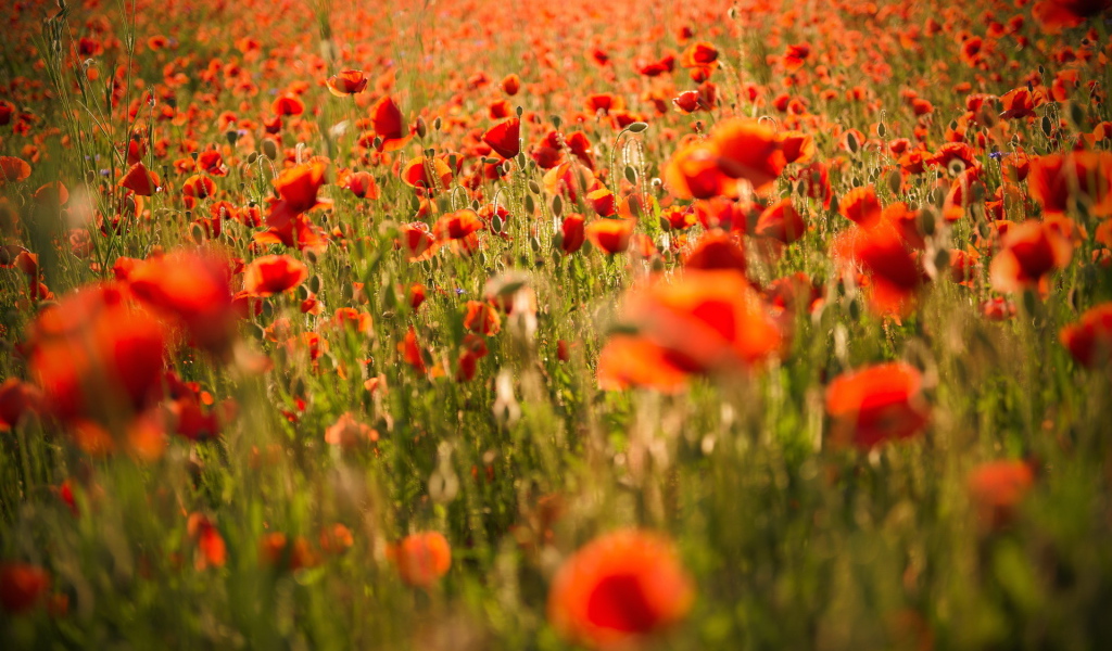 Поле красных маков