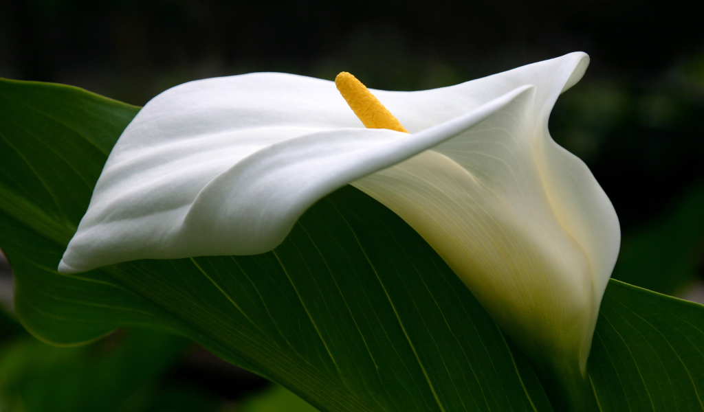 Цветок каллы