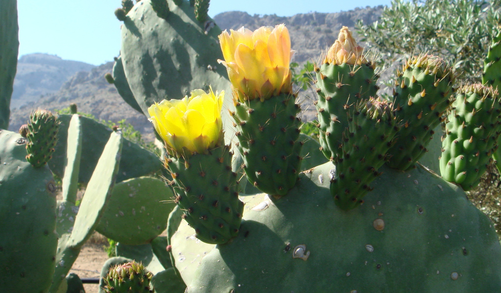 Цветущий кактус