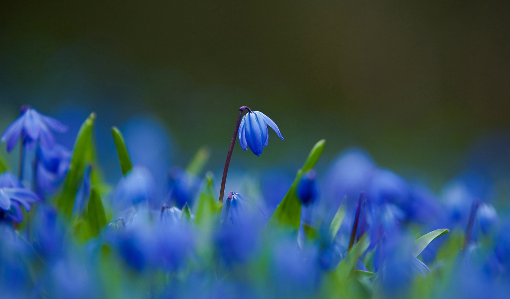 Цветы синие пролески