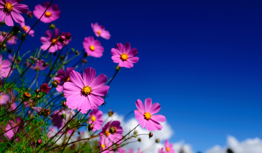 Цветы Космея