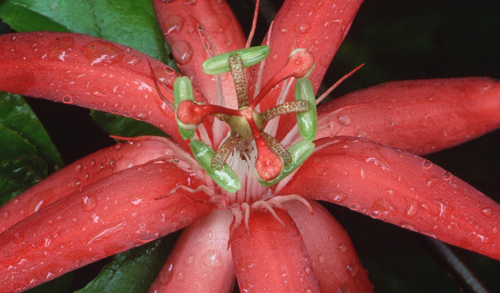 Цветок из Эквадора