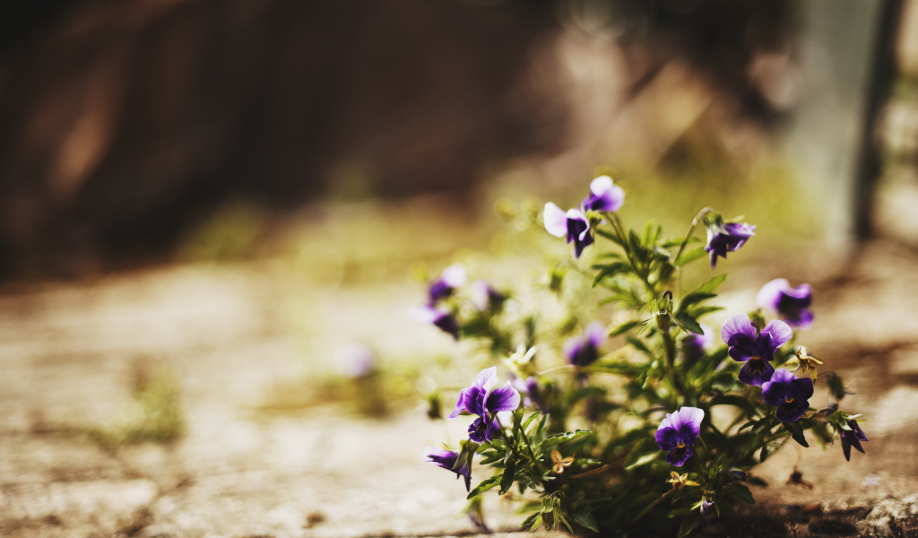 Цветы в городе