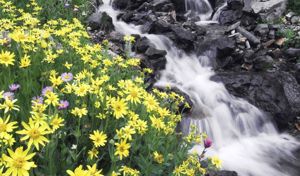 Цветы на берегу реки