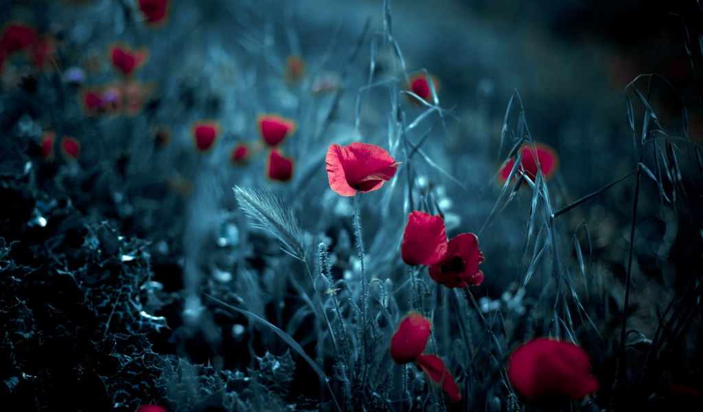 Цветки мака