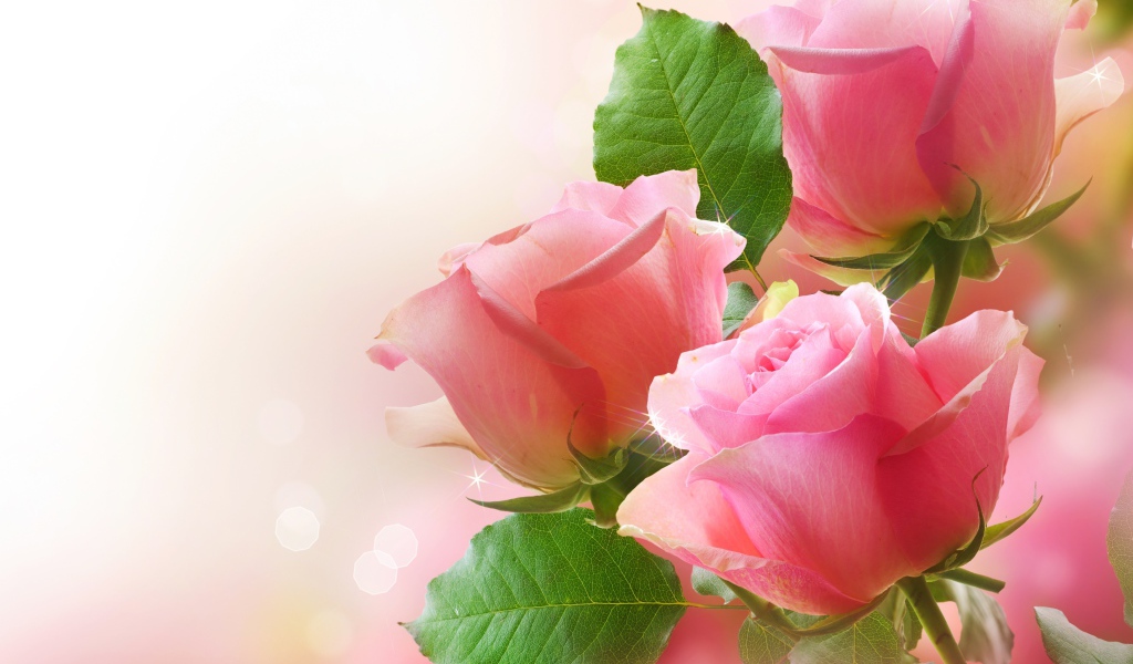 Цветы розы с листьями