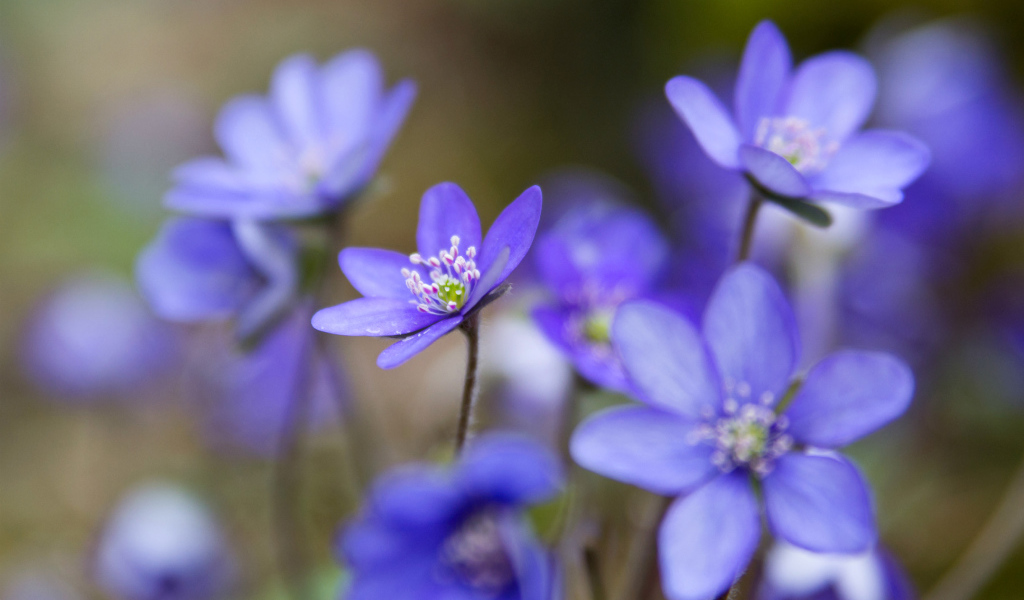 Цветы подснежники