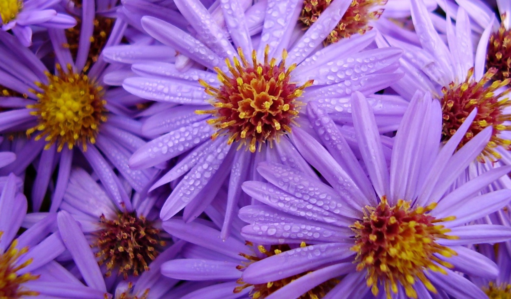 Цветы с каплями на лепестках