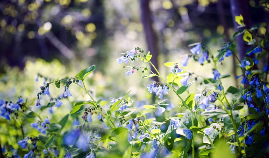 Лесные цветы колокольчики