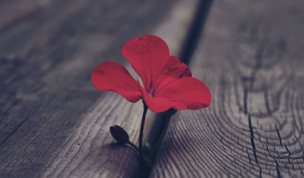 Цветок герани