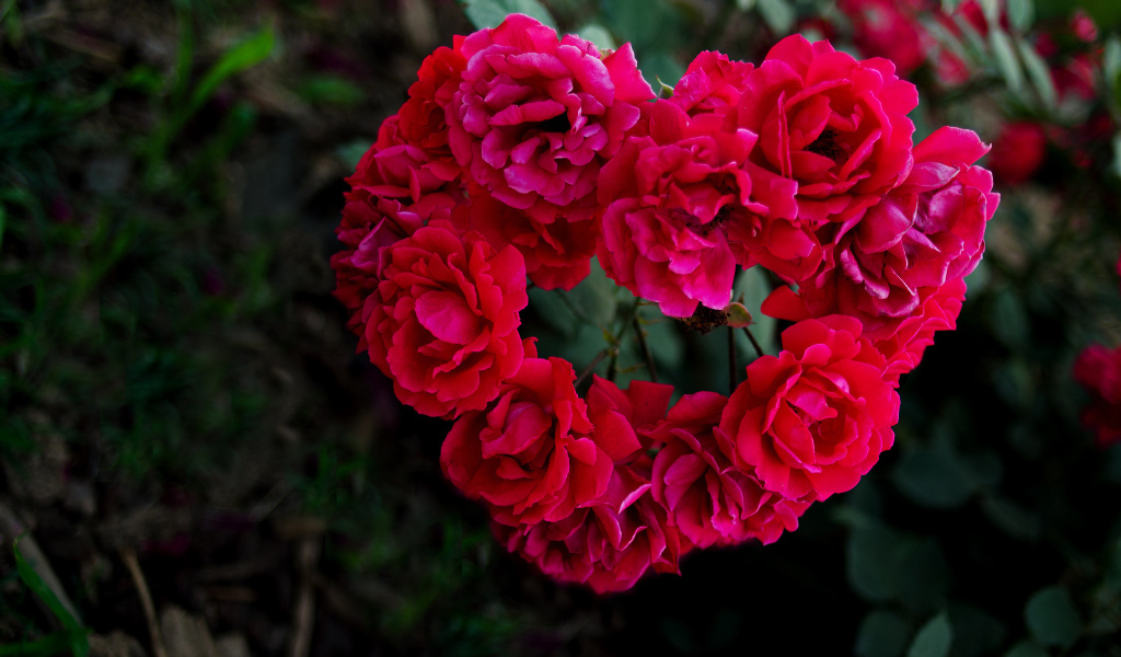 Сердечко из роз