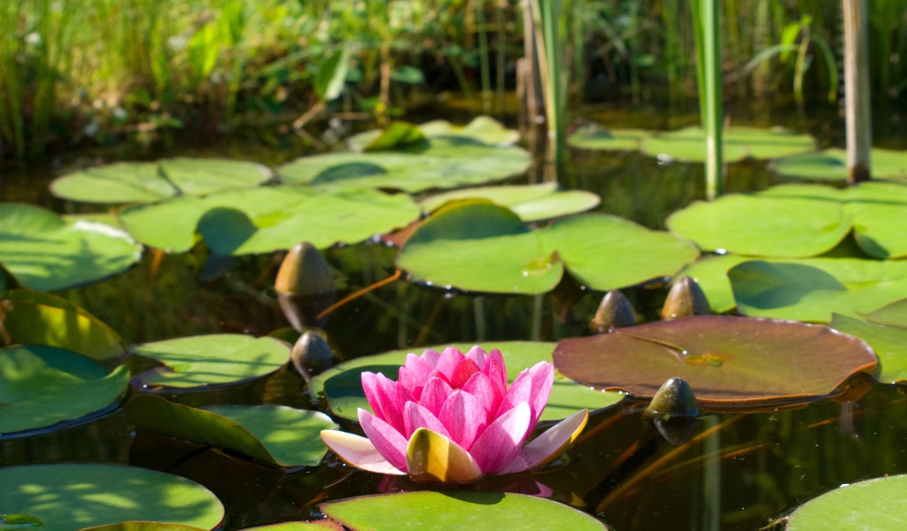 Озеро с водяной лилией