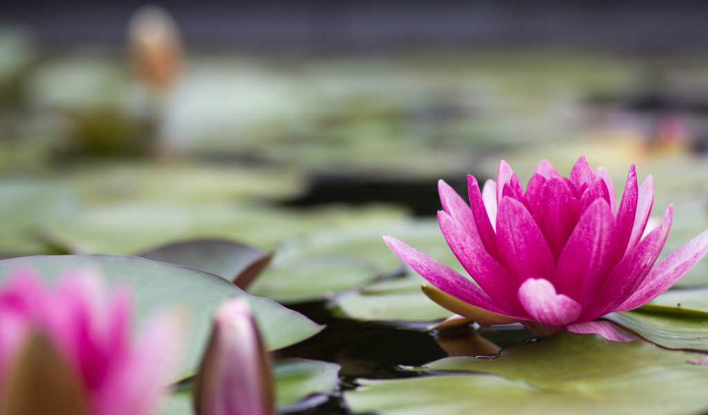 Большая розовая лилия