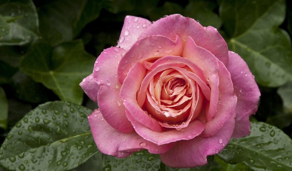 Большая роза с каплями воды