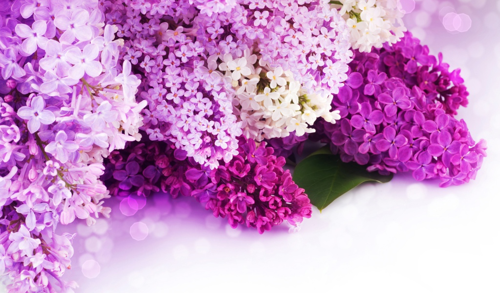 Цветы сирени