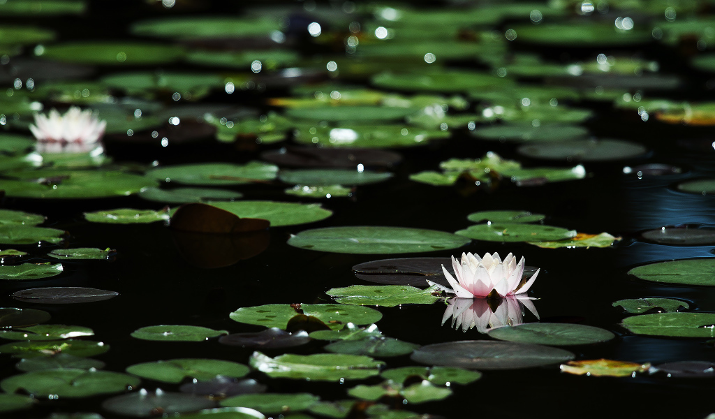 Лилии на темной воде